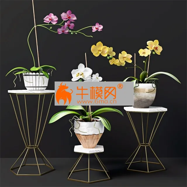 Orchid flowers – 4995