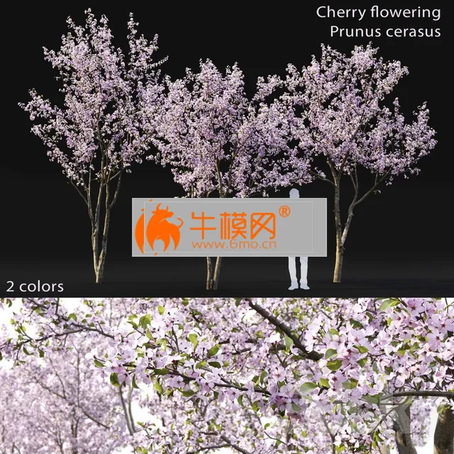 Prunus cerasus Cherry flowering 3 – 4999