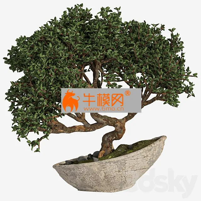 bonsai 04 indoor – 5667