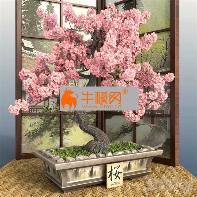 Bonsai 1 Sakura – 5668