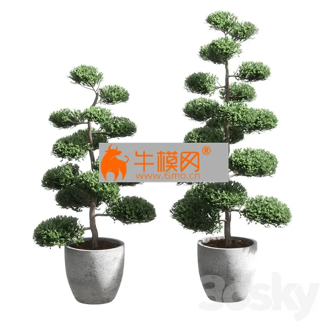 Bonsai With Spherical Branches 2 Models – 5670