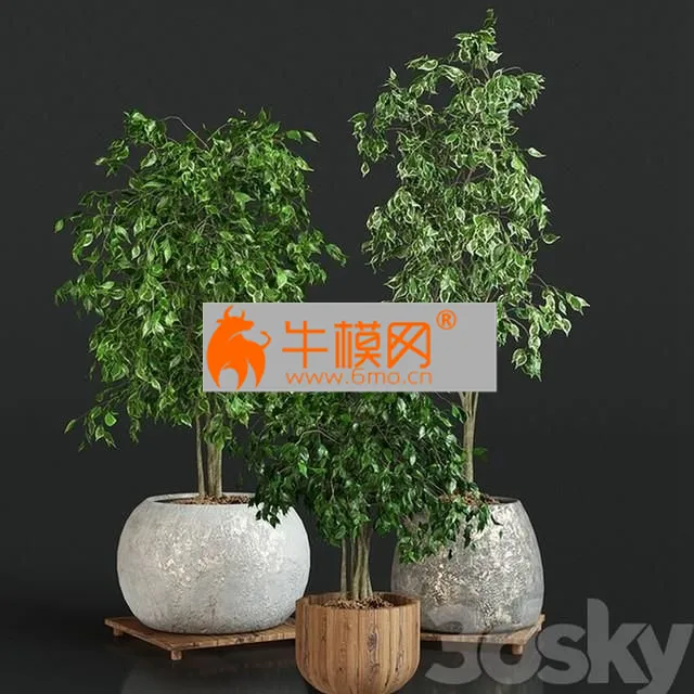 Collection of plants 1 ficus – 5676