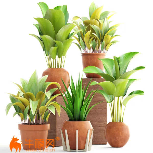 Collection of plants 172. Clay pots (max 2011, obj) – 5681