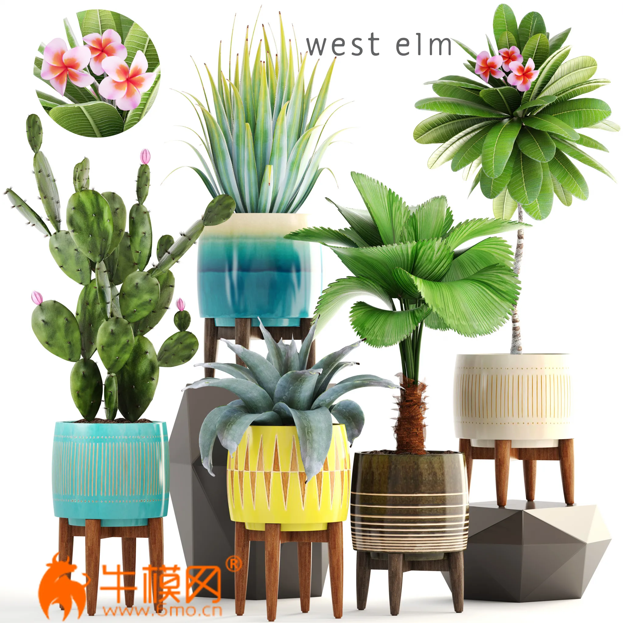 Collection of plants 179 (West Elm) – 5682