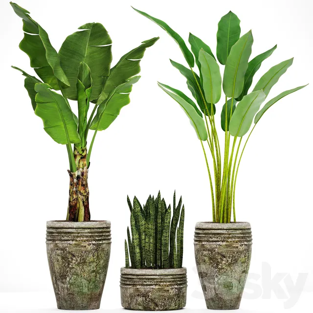 Collection of plants in pots 37 – 5687