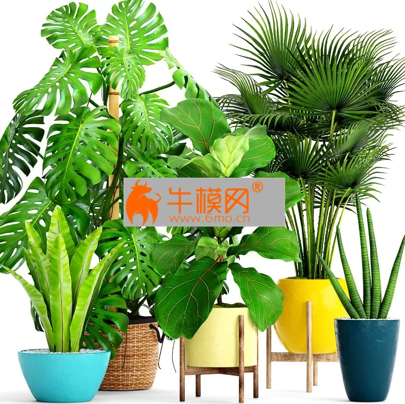 Collection of plants with monstera – 5688