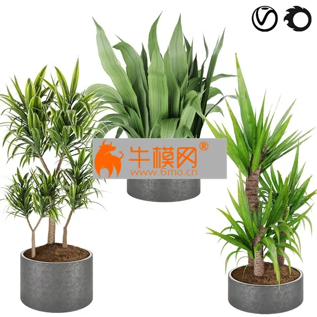 Collection plant vol 6 – 5689