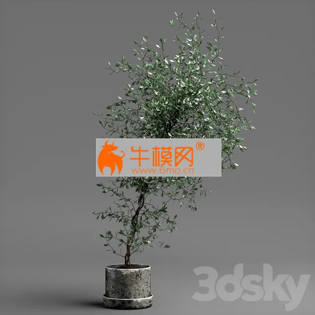 Corocia plant – 5690