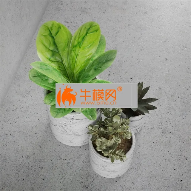 Decorative set of plants – 5694