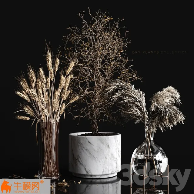 Dry Plants Collection – 5698