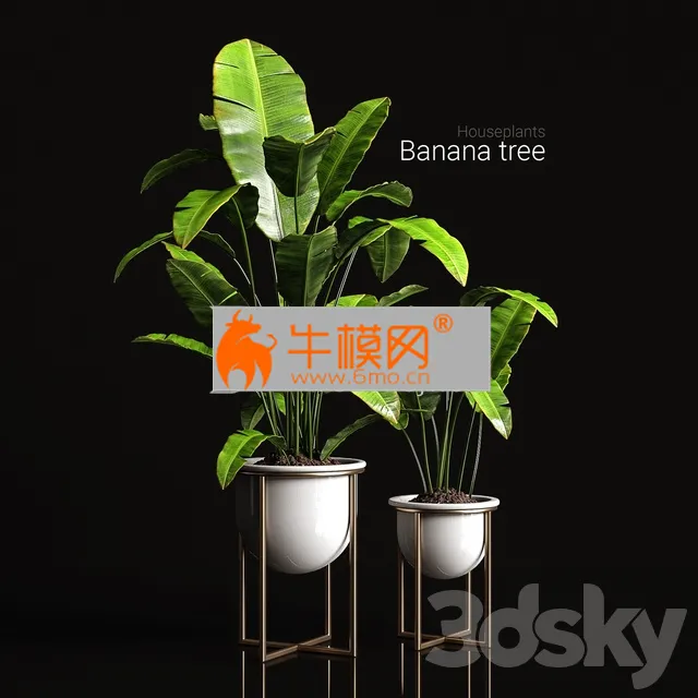 Houseplants Banana Tree – 5707