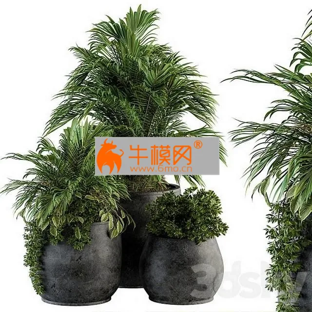 Indoor Plant Set 113 – Black Pot – 5710