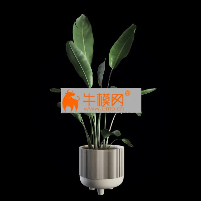 Indoor Plants Set 04 – 5712