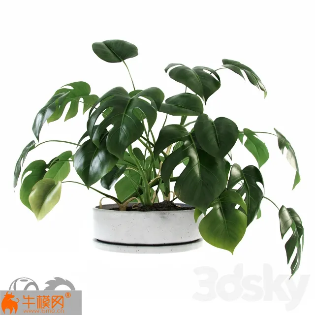 Liana Monstera plant – 5713