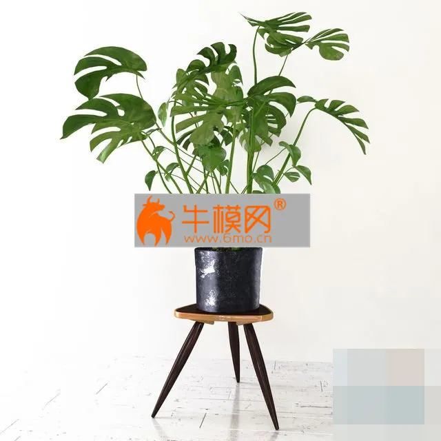 Monstera plant on stand – 5715