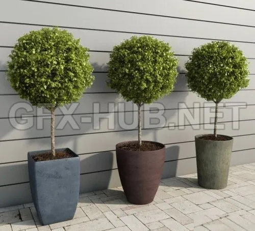 Outdoor Plants Boxwood Trees (max) – 5720