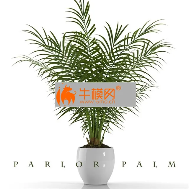 PARLOR PALM PLANTS 23 – 5723