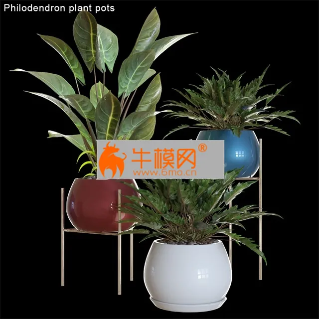 Philodendron plant pots 2 – 5724