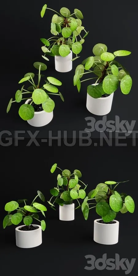 Pilea Peperomioides – Chinese money plant – 5725