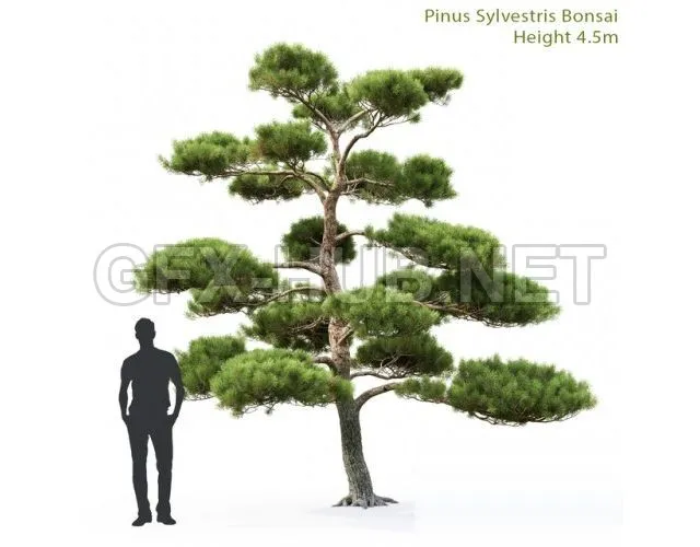 Pine Bonsai 4.5m (max 2013, Vray, Corona, fbx) – 5726