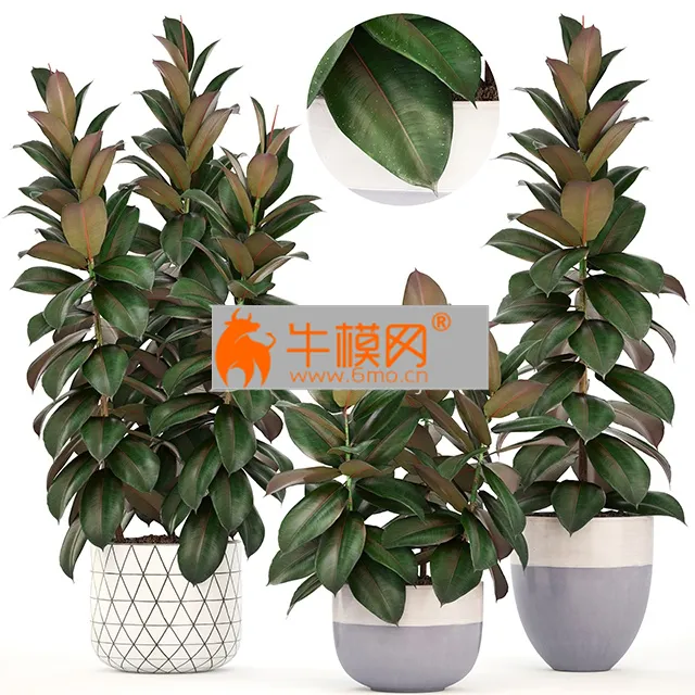 Plant collection 204. Ficus elastica – 5735