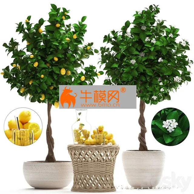 Plant Collection 265. Citrus limon – 5741