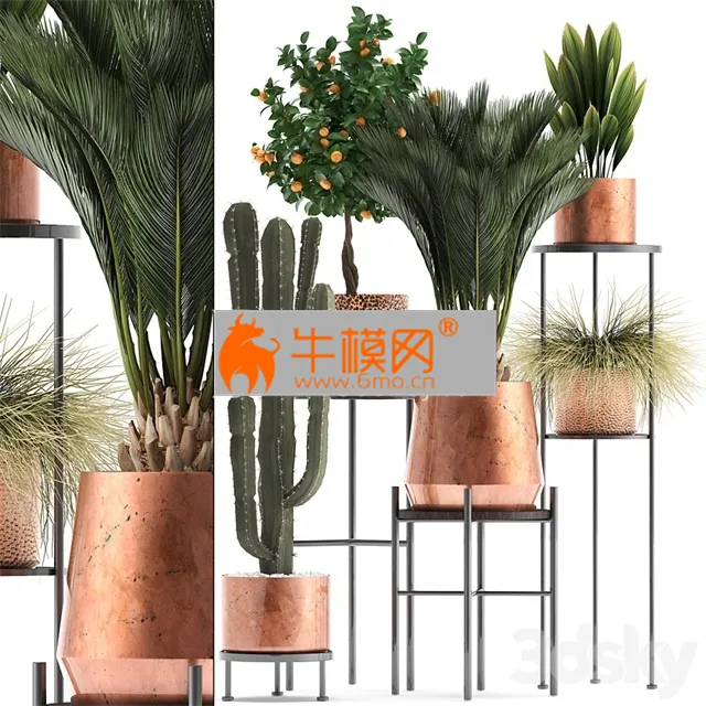 Plant collection 288. copper pot – 5745