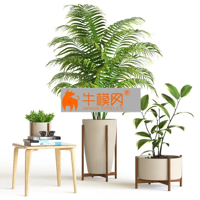 Plant set with palm and decor – 5771