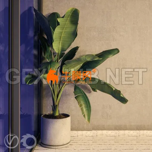Plant Strelizia in a concrete pot – 5773