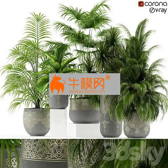 Plants collection 147 handmade pots East style – 5803