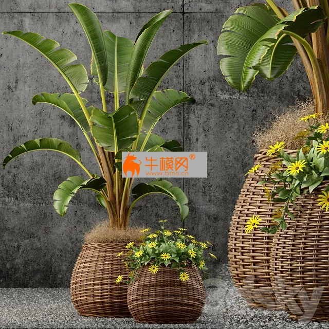 Plants collection 55 3d Model – 5810