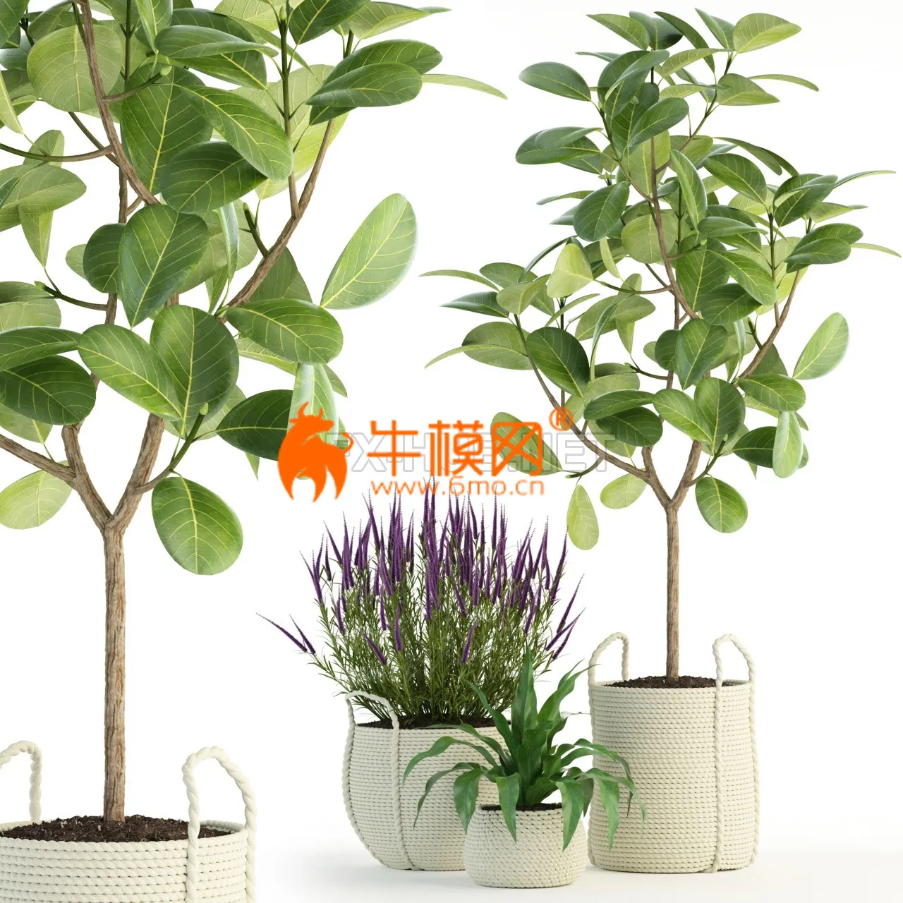 Plants collection 87 3D model – 5815