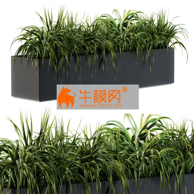 Ranch Grass plants in box – 5828