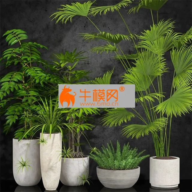 Room plant – 5833