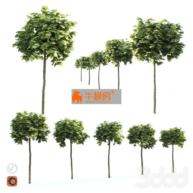 5 variants of a small decorative tree Maple globular – 6515