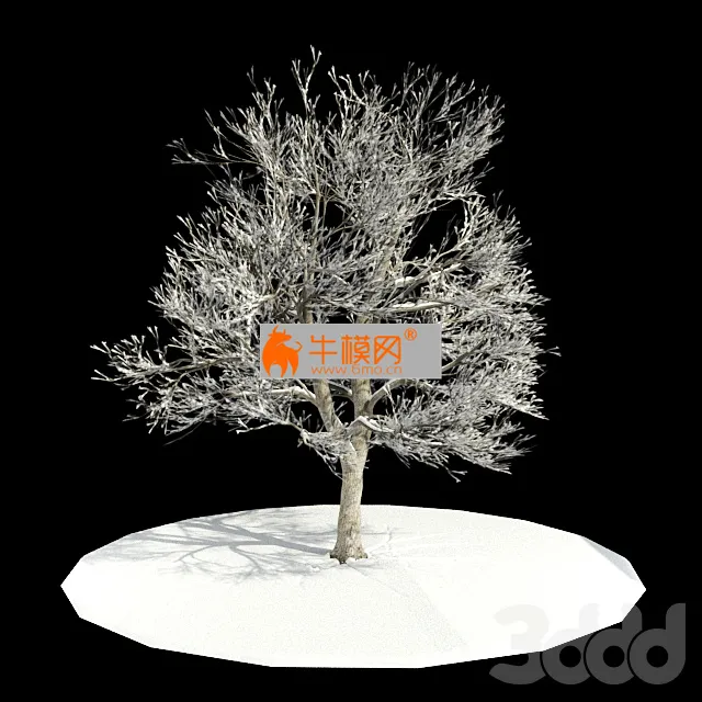 Amb_tree_snow – 6517