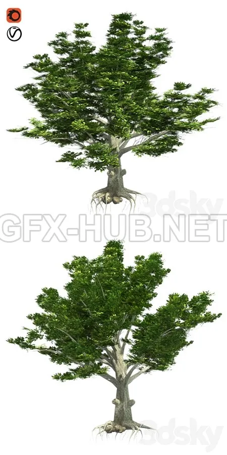 American Beech Tree Low Poly – 6518