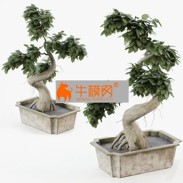 Bonsai tree ficus – 6522