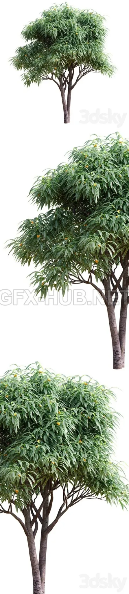 Deciduous Tree With Fruit Medlar – 6527