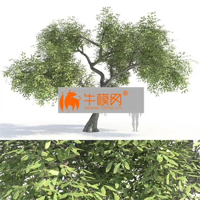 Green Tree 2 – 6537
