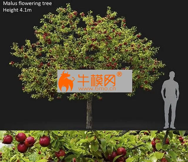 Malus fruit tree 02 – 6542