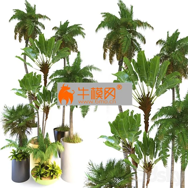 Palm Tree3 – 6547