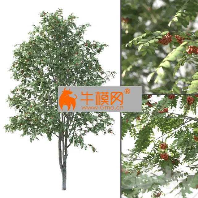 Rowan Tree # 3 – 6550