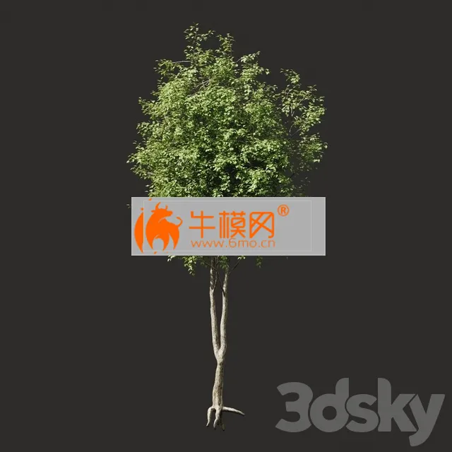 Summer Tree 2 – 6562