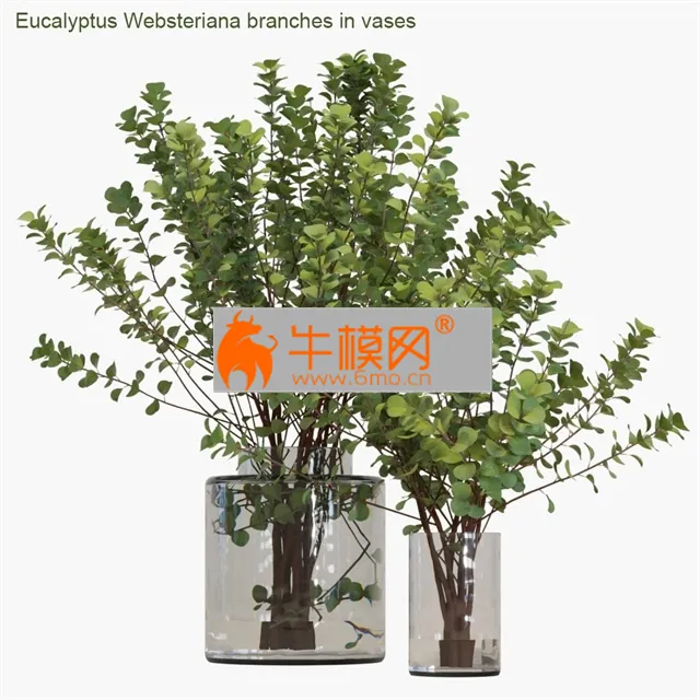 Eucalyptus Websteriana Branches in Vases 2 – 6632