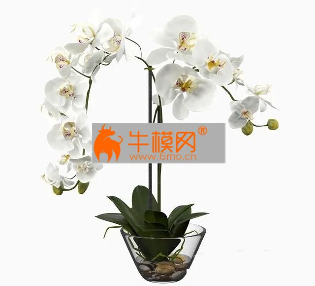 Phalaenopsis Silk White Orchid in Glass Vase – 6646