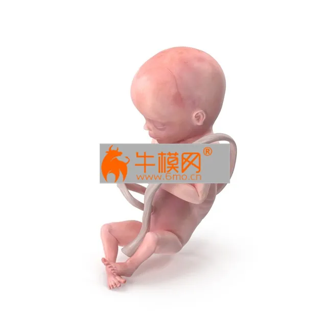 3D Human Fetus at 20 Weeks – 10