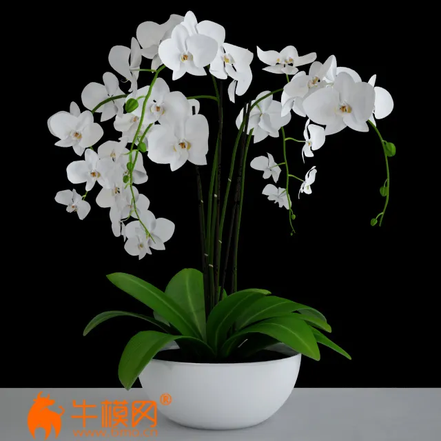 amb_orchid_white – 943