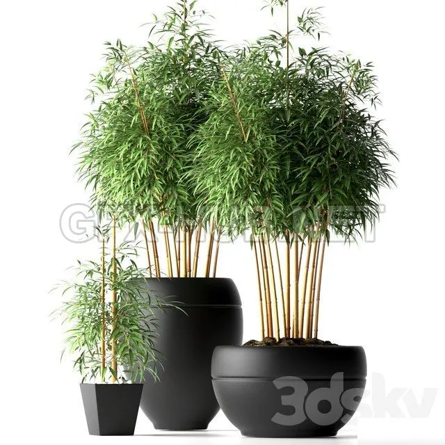 PLANT – BAMBOO PLANTS 18