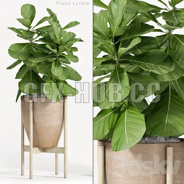 PLANT – Ficus Lyrata (Plant 82)